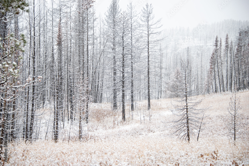 Fototapeta premium Pine trees covered in snow in winter at Grand Teton National Park