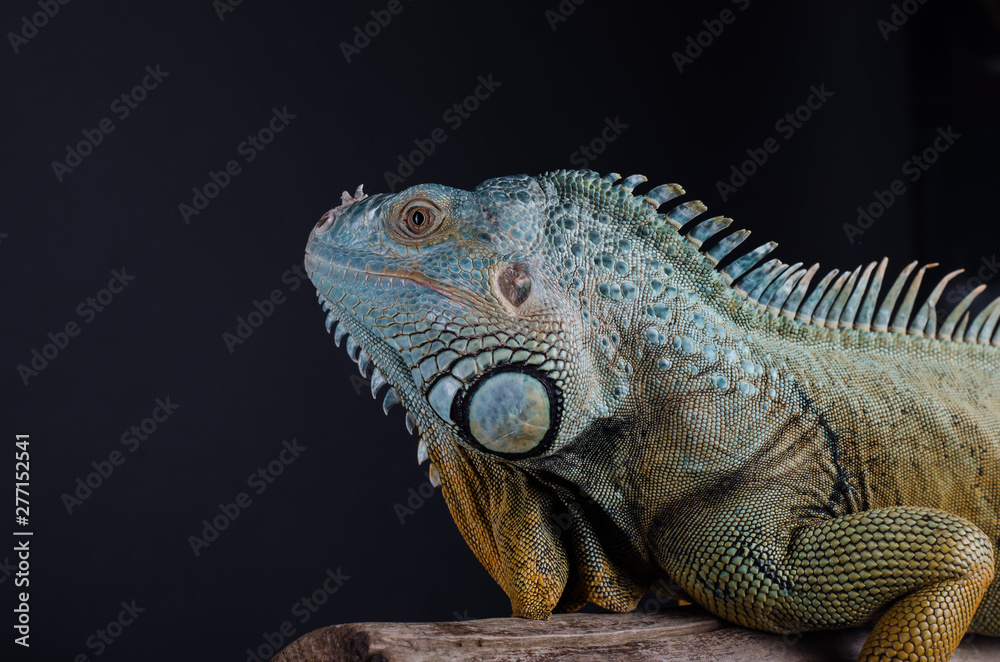 Perfect portrait big green iguana