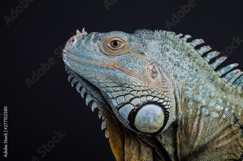 Perfect portrait big green iguana