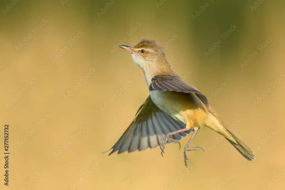 Fototapeta premium On the fly spring/Great Reed-Warbler
