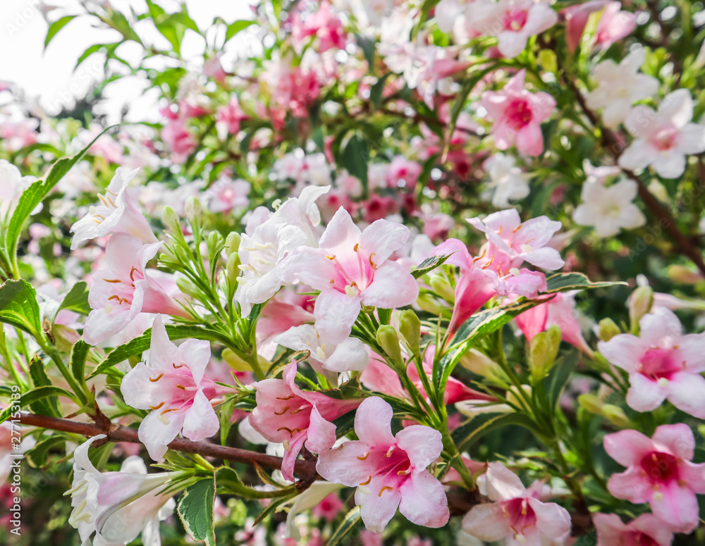 Pale pink flowers of Weigela Florida Variegata. Floral background