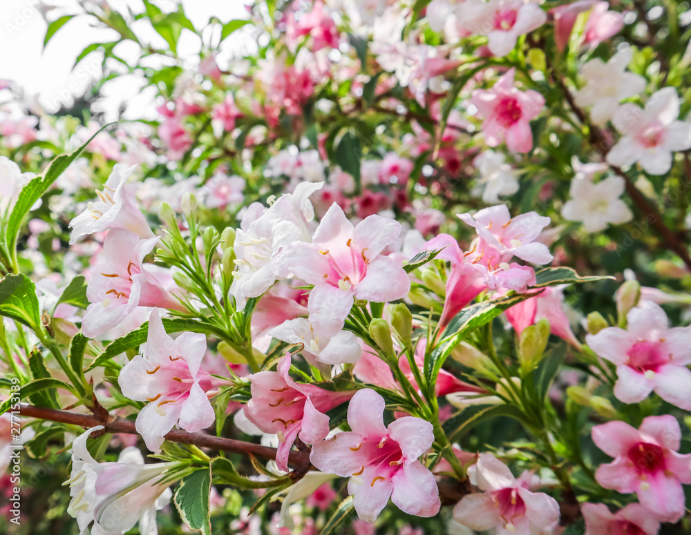 Pale pink flowers of Weigela Florida Variegata. Floral background Pale pink flowers of Weigela Florida Variegata. Floral background