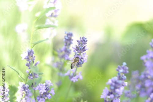 Bee pollinating a lavender flower in a summer flower bed for honey production