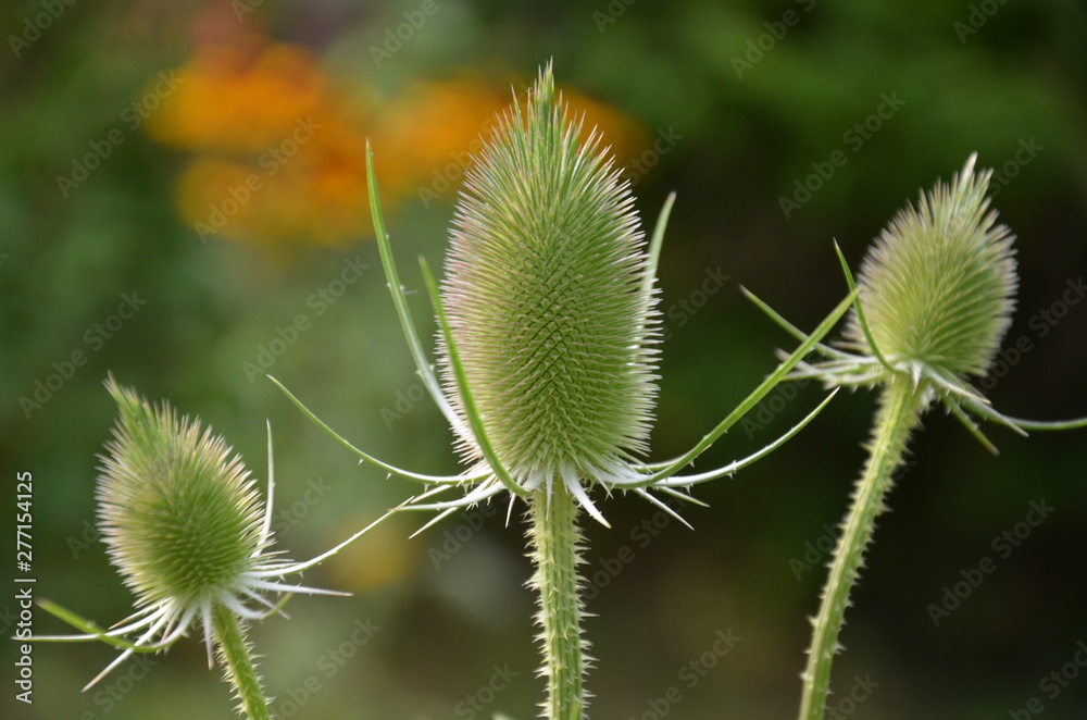 roślin, charakter, zieleń, kwiat, kaktus, feuille, jardin, drzew, flora, makro, galąz, lato, kubki, jary, feuille, bliska, bliska, gras, kwiat, pola, krzyżyk, ciernie, naturalny, pustynia, botaniczne roślin, charakter, zieleń, kwiat, kaktus, feuille, jardin, drzew, flora, makro, galąz, lato, kubki, jary, feuille, bliska, bliska, gras, kwiat, pola, krzyżyk, ciernie, naturalny, pustynia, botaniczne