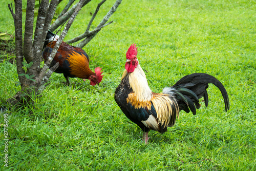 Rooster on grass lawn background. Two bantam cock on yard field texture