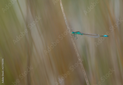 DRAGONFLY Coenagrion scitulum, Campanarios de Azaba Biological Reserve, Salamanc, Castilla y Leon, Spain, Europe photo