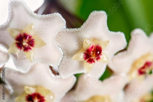 White Hoya carnosa flowers bouquet star red pollen shape flower.Colorful plant summer season.