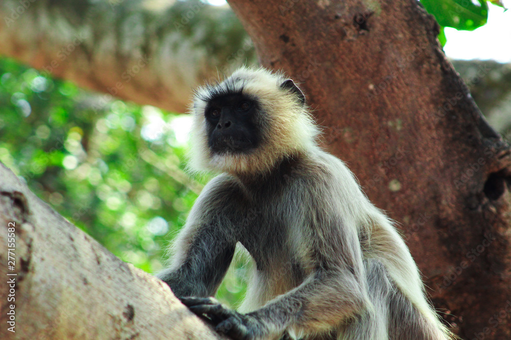 monkey sitting in a tree