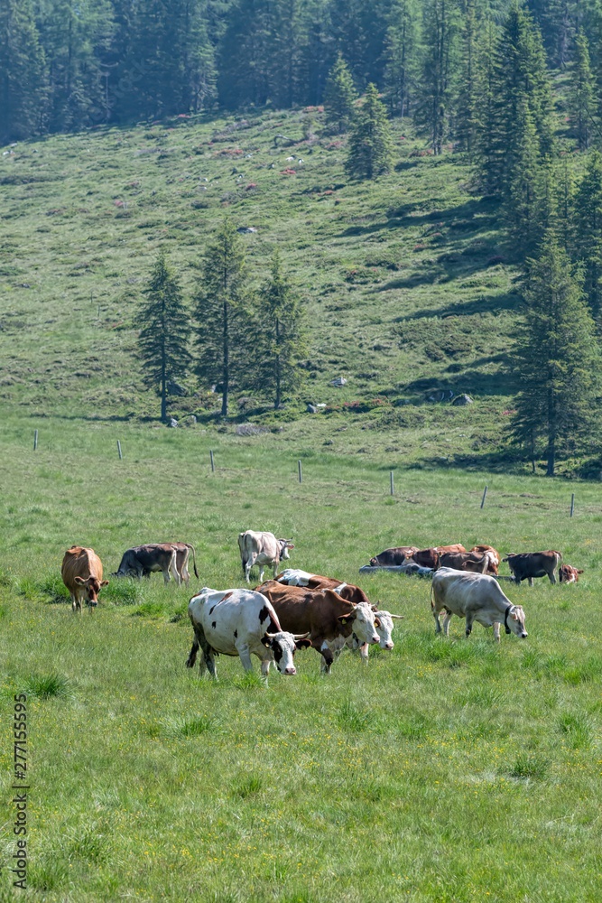 cow grazing in the mountain