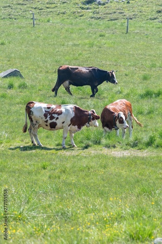 cow grazing in the mountain