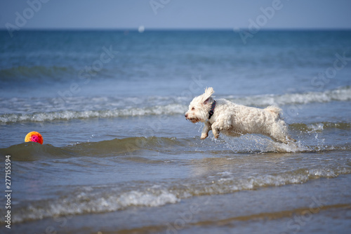 White havanese dog playing on the beach