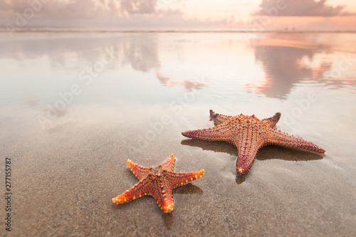 Photo Two starfish on sea beach at sunset