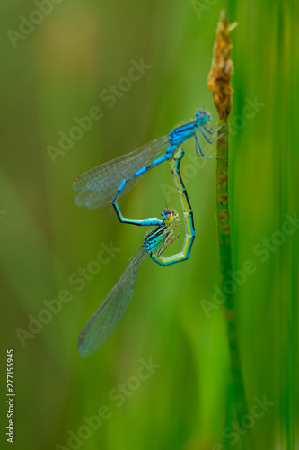 DRAGONFLY Coenagrion scitulum, Campanarios de Azaba Biological Reserve, Salamanc, Castilla y Leon, Spain, Europe photo