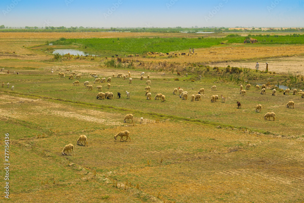 a flock of sheep grazing in ameadow of punjab,pakistan