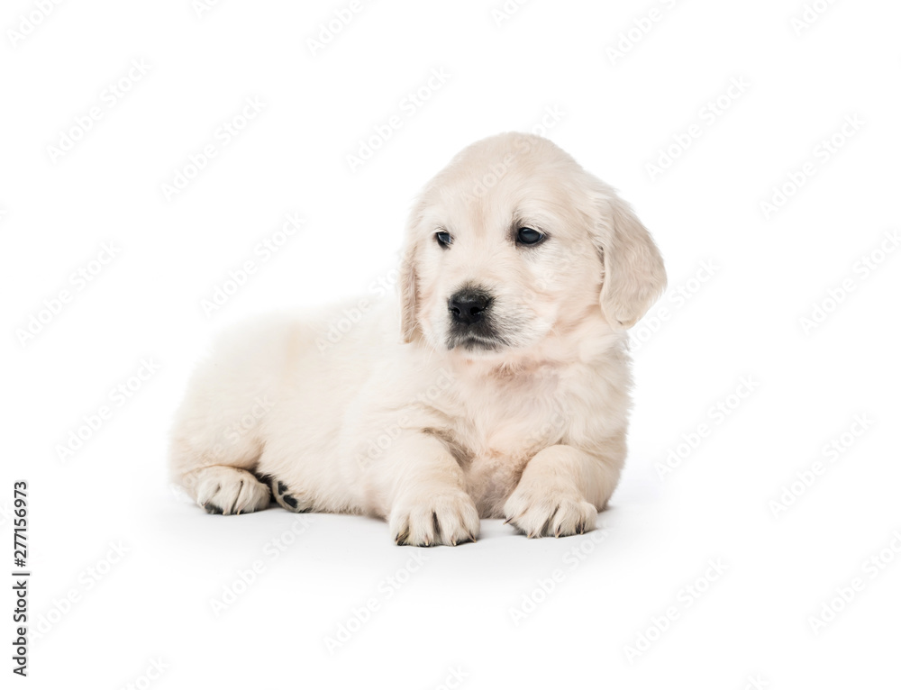 Golden retriever puppy sitting isolated