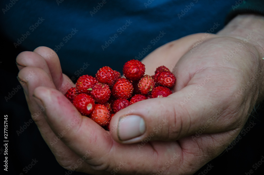 Forest Berries in the hand strawberry man Forest Berries in the hand strawberry man