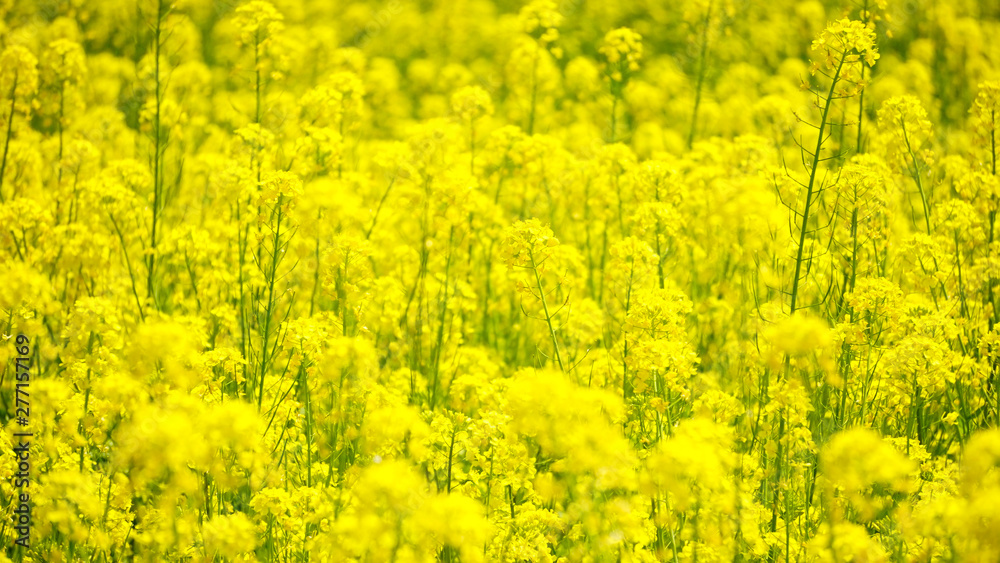 南魚沼に咲く、菜の花