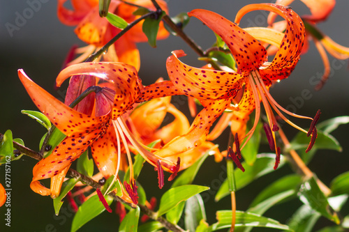 Tiger lilies in garden. Lilium lancifolium (syn. L. tigrinum) is one of several species of orange lily flower to which the common name Tiger Lily is applied. Can be used as a wallpaper or background