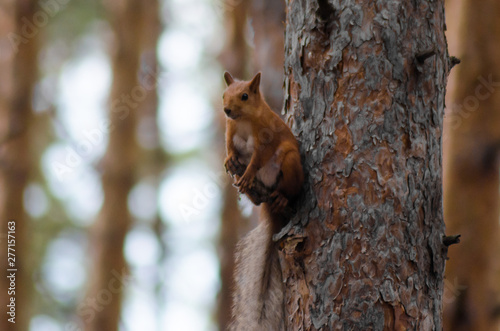 Squirrel sitting on a curious tree © Kirill