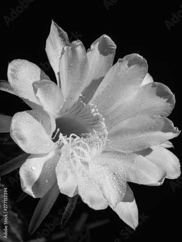 flower blooming cactus echinopsis obrepanda black and white. close up
