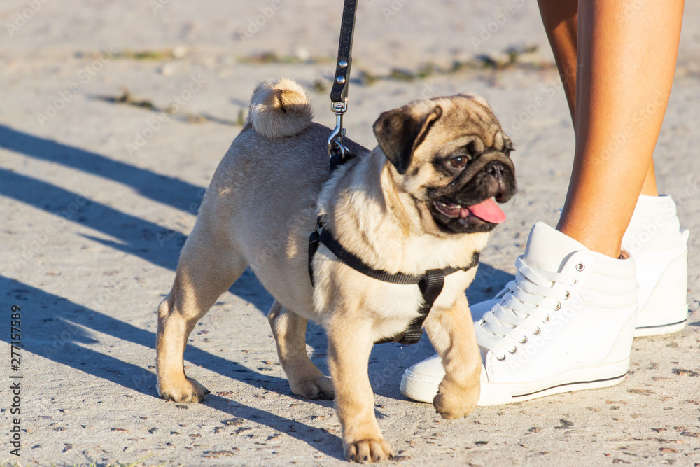 New born pug dog playing outdoors.Portrait of beautiful male Pug puppy dog