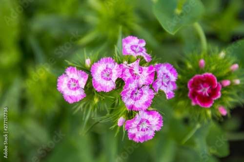  Sweet William on a blurred green background