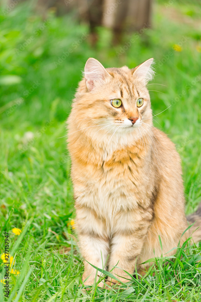 Ginger tabby cat on the nature in the green grass among the yellow dandelions.