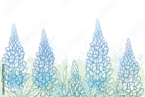 Field of outline Lupin or Lupine or Texas bluebonnet flower bunch, bud and ornate leaves in pastel blue and green on the white background. photo