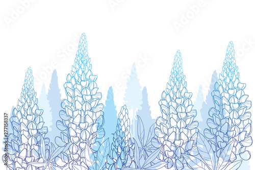 Obraz na plátně Field of outline Lupin or Lupine or Texas bluebonnet flower bunch, bud and ornate leaves in pastel blue isolated on white background
