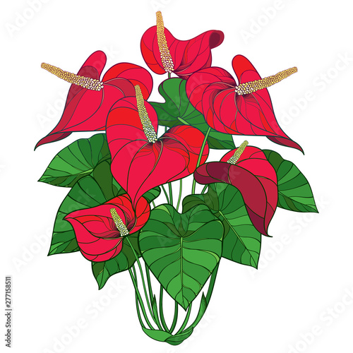 Outline tropical plant Anthurium or Anturium red flower bunch and green leaves isolated on white background. photo