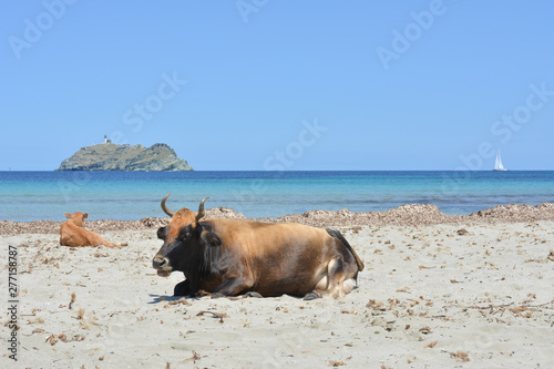 Mucca sulla spiaggia di Barcaggio, Cap Corse. Corsica, Francia