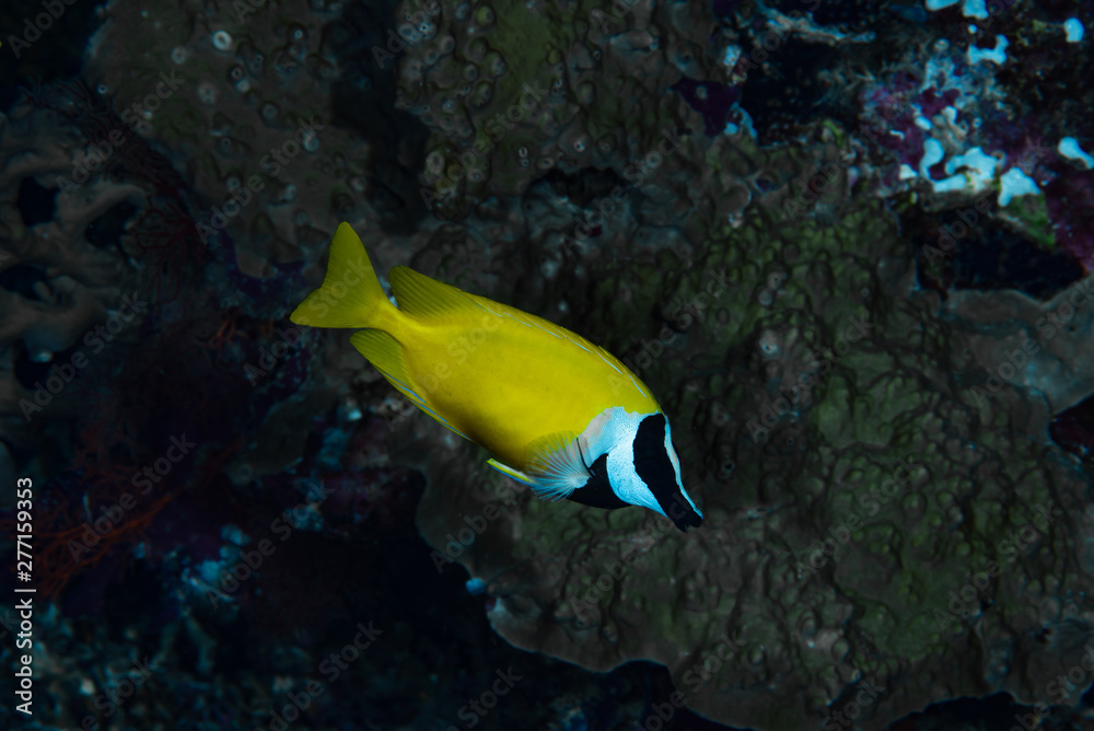 Masked Spinefoot Siganus puellus Masked Spinefoot Siganus puellus