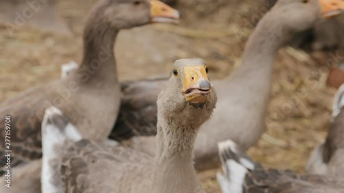 Domestic geese on a farm closeup