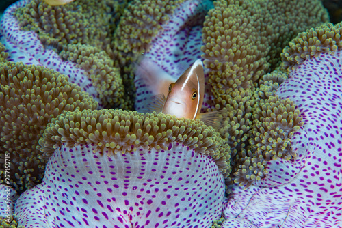 Pink Anemonefish (Amphiprion perideraion), Cabilao Bohol Philippines photo