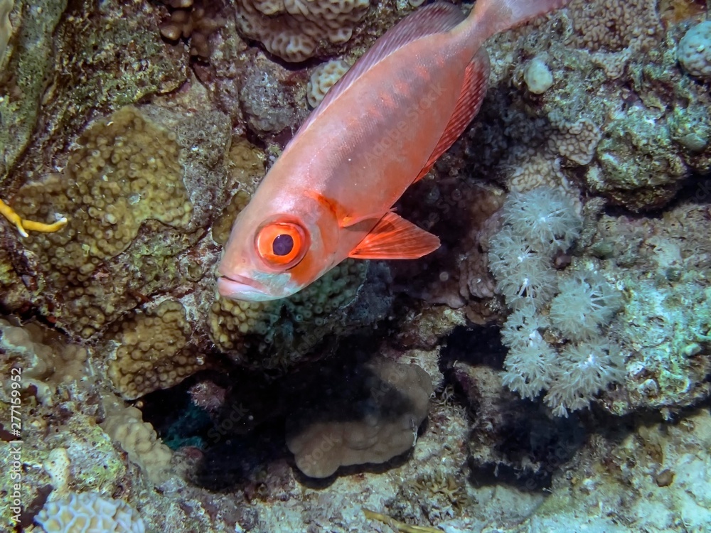 Lunartail Bigeyes (Priacanthus hamrur) close to the shelter of a coral reef Lunartail Bigeyes (Priacanthus hamrur) close to the shelter of a coral reef