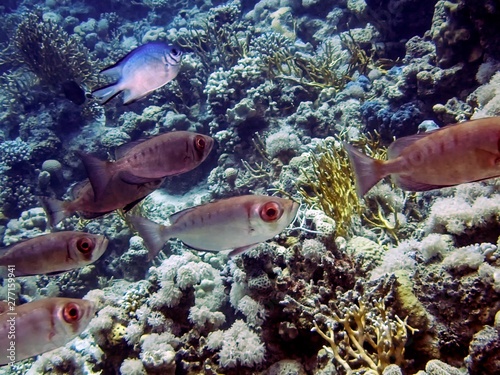 Lunartail Bigeyes (Priacanthus hamrur) close to the shelter of a coral reef photo