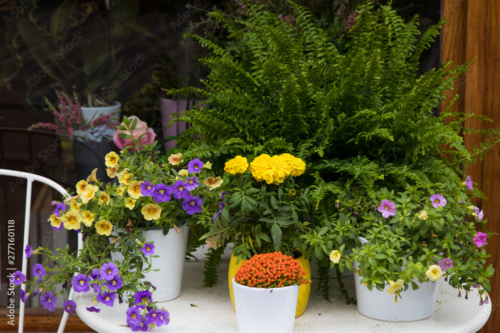 Fototapeta premium table with plants and flowers, florist