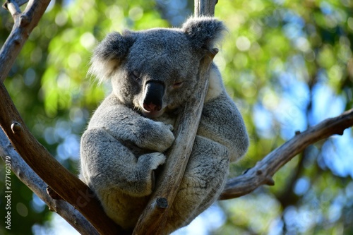 Canvas Print koala
