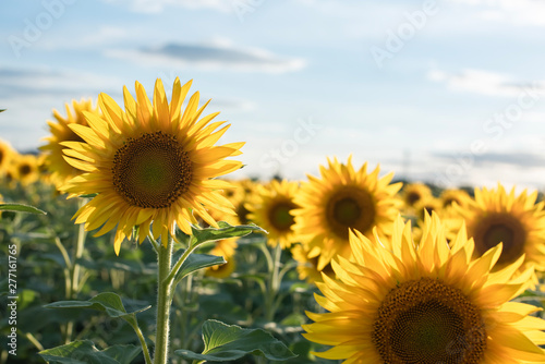 Backdrop of the beautiful sunflowers field. Field of blooming sunflowers on a background sunset. Warm evening backlight. The best view of sunflower In bloom. Organic flower background. Agricultural on