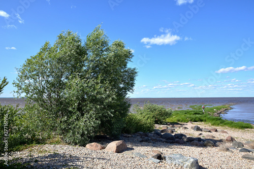 Summer landscape of a lake with a stony shore and a willow in the foreground with a blue cloudy sky. Lake Ilmen Novgorod region Korostyn village photo