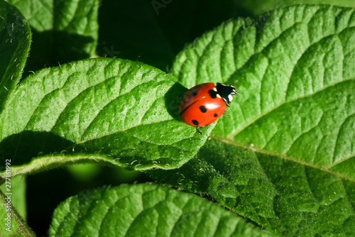 Ladybug on plant leaf macro background.