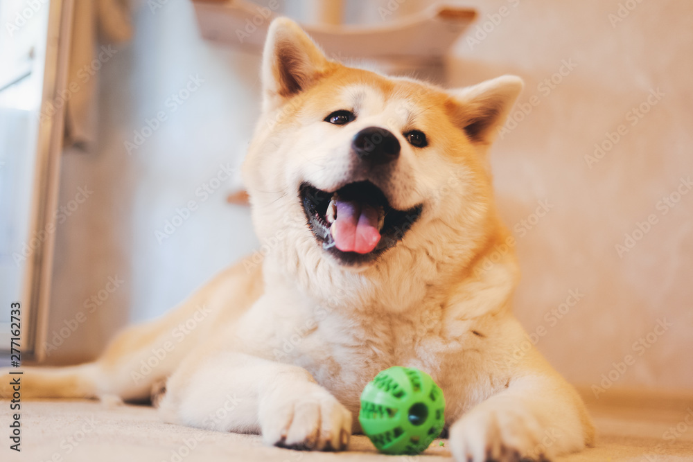 Akaita Inu's dog plays with a green ball at home, lying on the floor,  funny cute portrait