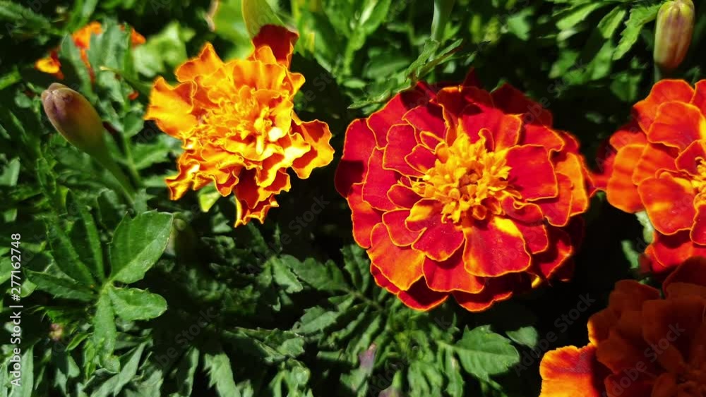 flowers close-up on a Sunny summer day, slow motion 4K video flowers close-up on a Sunny summer day, slow motion 4K video