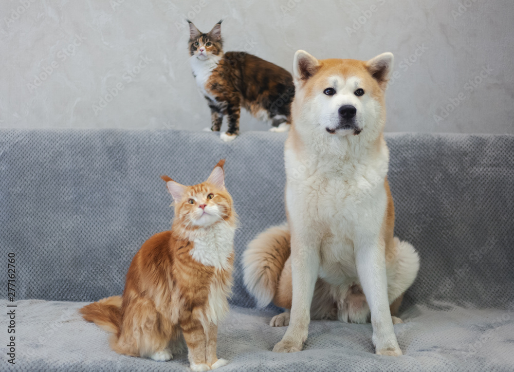 Dog Akaita Inu and two Maine Coon cat sitting on the couch, family portrait