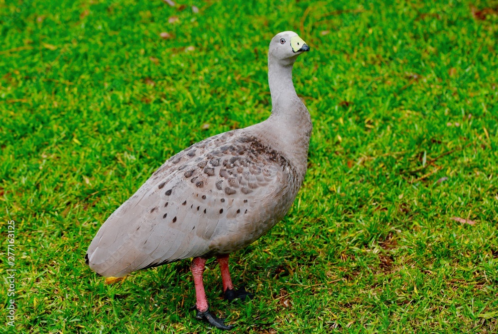 cape barren goose