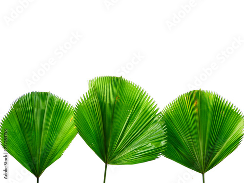 Tropical leaves  green palm leaves  white background