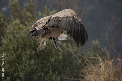 Griffon vulture in Ordesa © DaniRodri