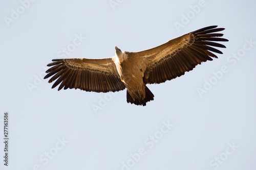 Griffon vulture in Ordesa