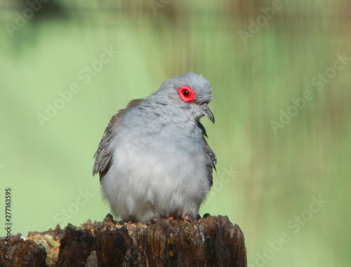 pigeon on a branch