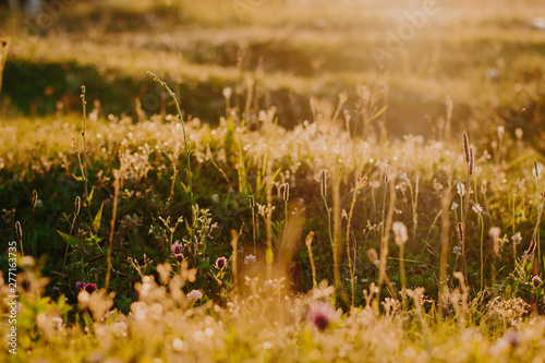 grass and wildflowers at sunset in the field